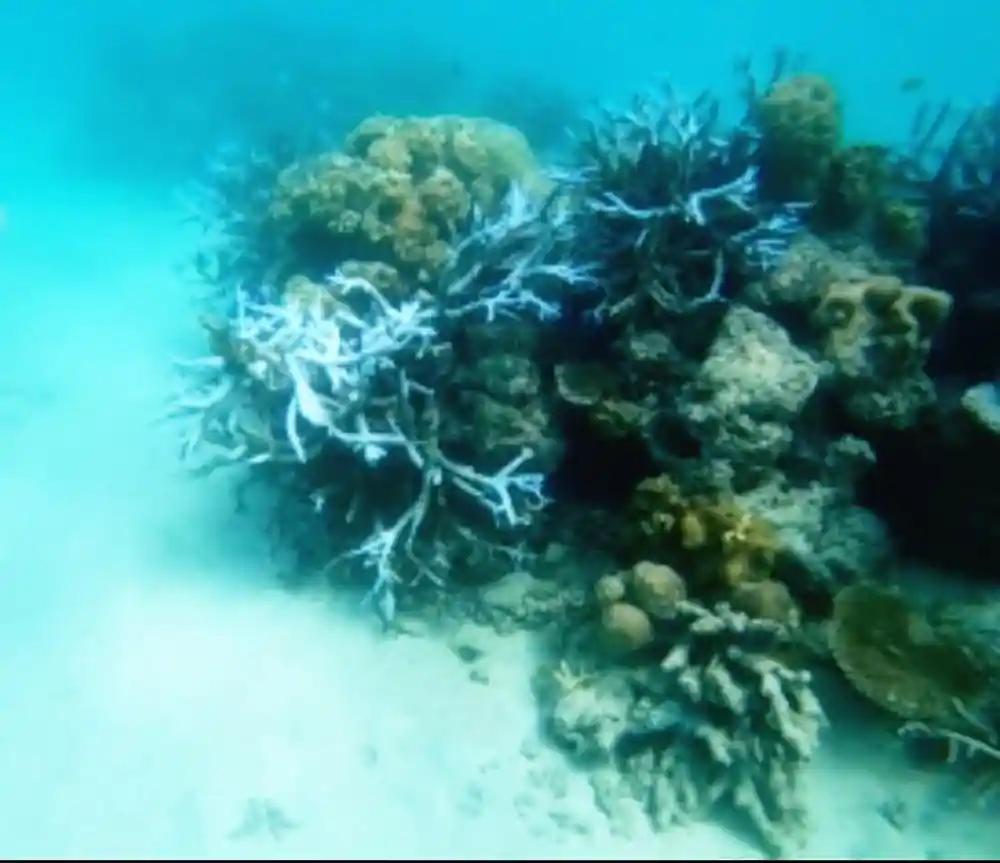 Blue staghorn coral growing in a clear shallow patch