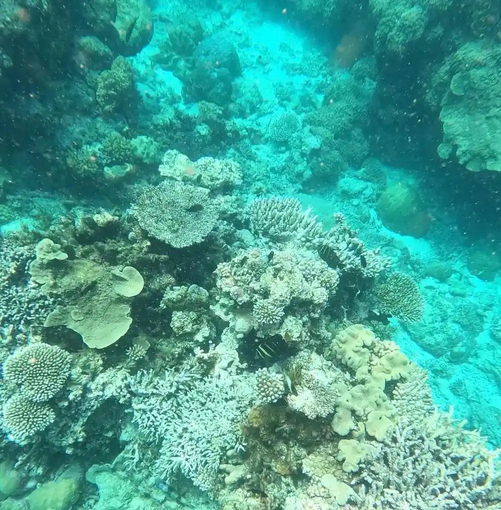Branching and plate corals lit through clear turquoise water