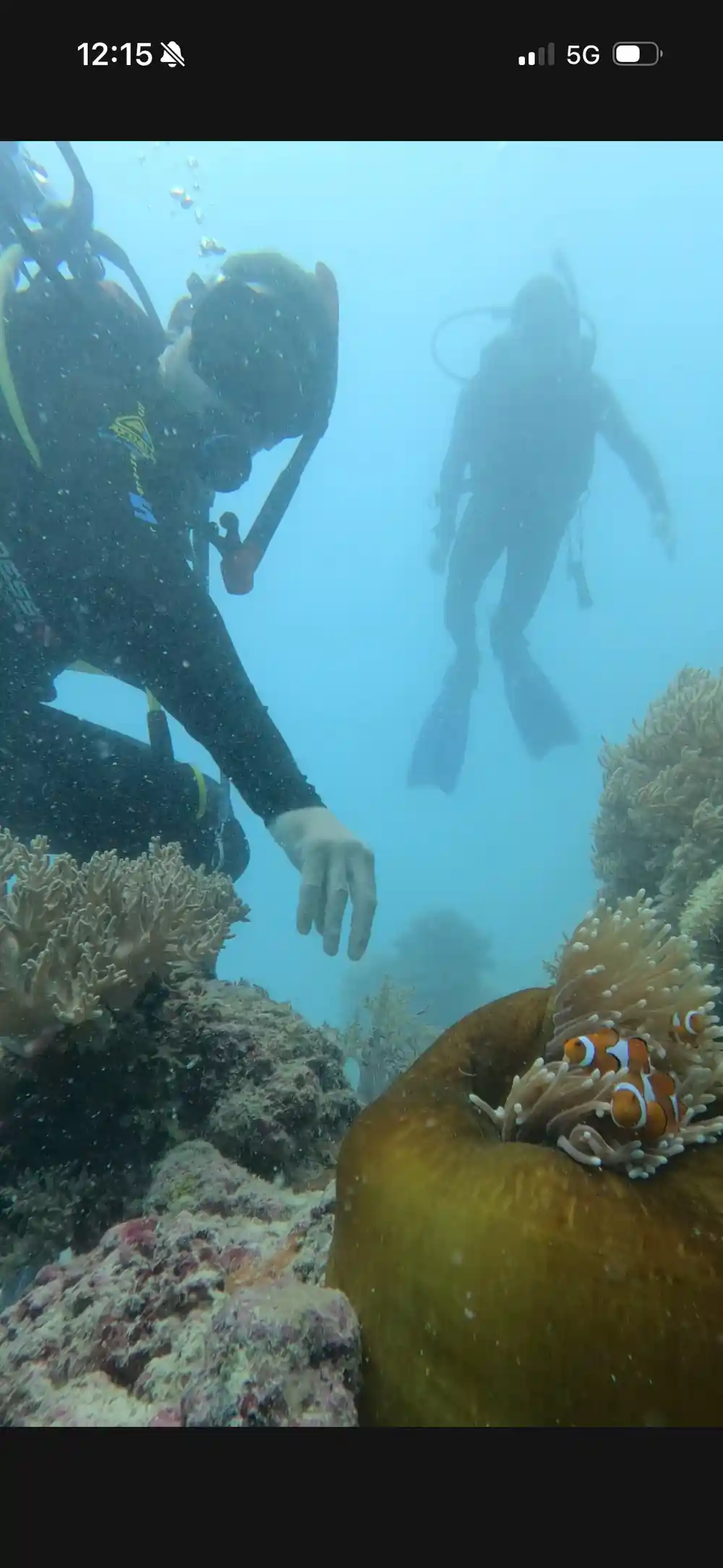 A clownfish in an anemone below snorkellers' fins