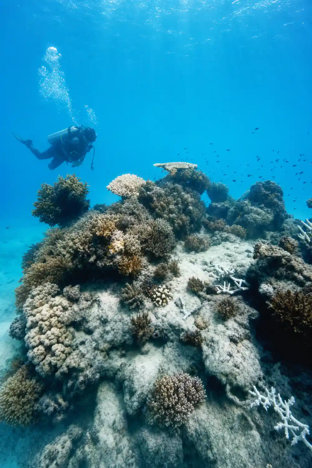 A coral bommie rising from the sand with fish above it