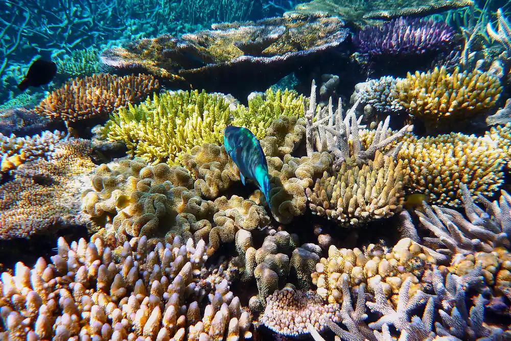 A dense field of hard and soft coral with a parrotfish among it