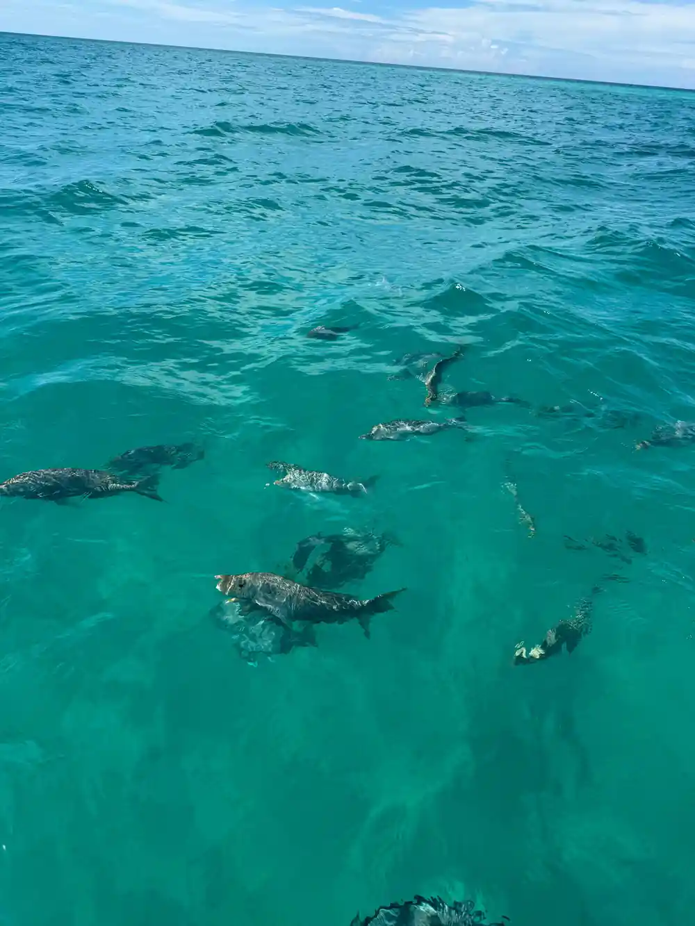 Fish and coral seen through clear water from the deck above