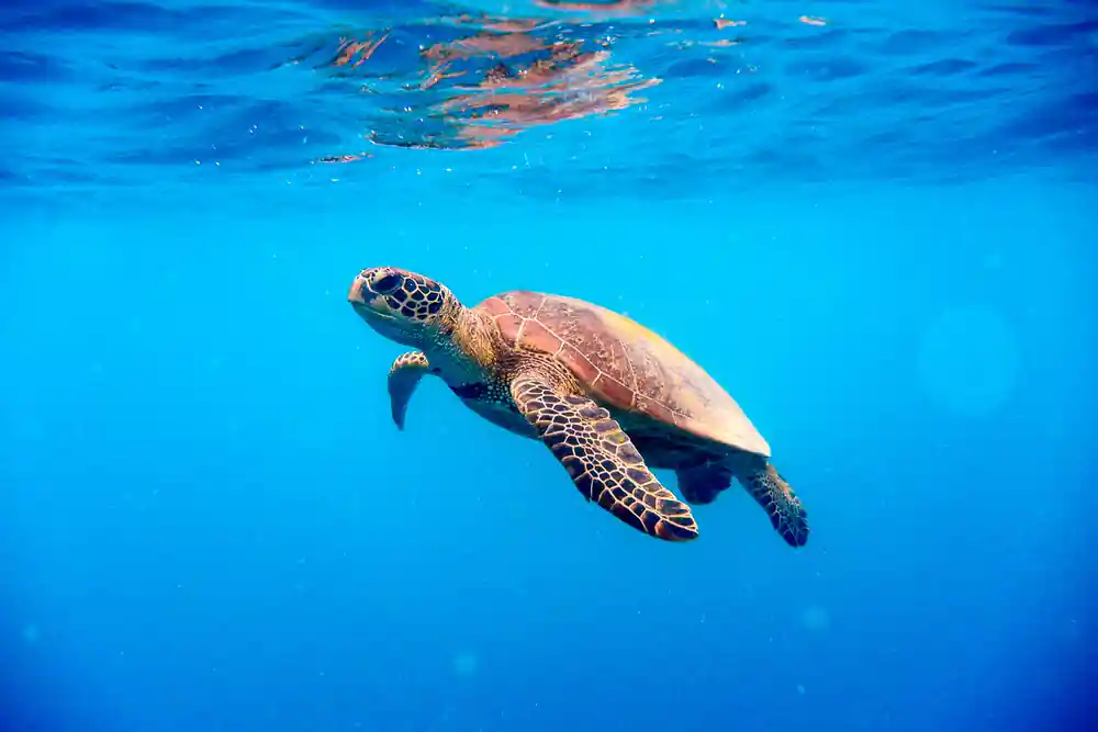 A green turtle swimming just under the surface in deep blue water