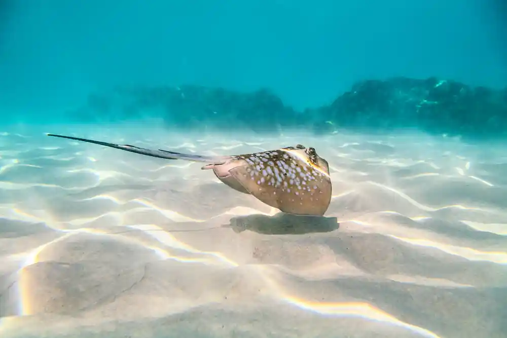 A large stingray resting on rippled white sand in shallow water