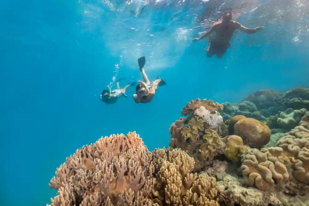 Snorkellers above a coral bommie seen from below