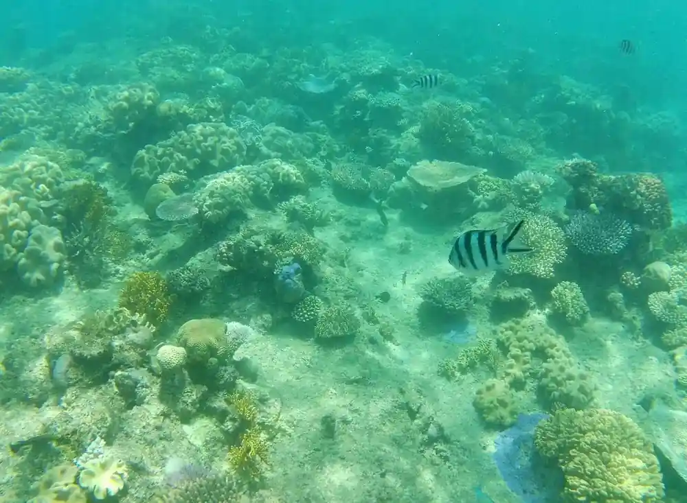 A striped sergeant major fish over coral in bright shallow water
