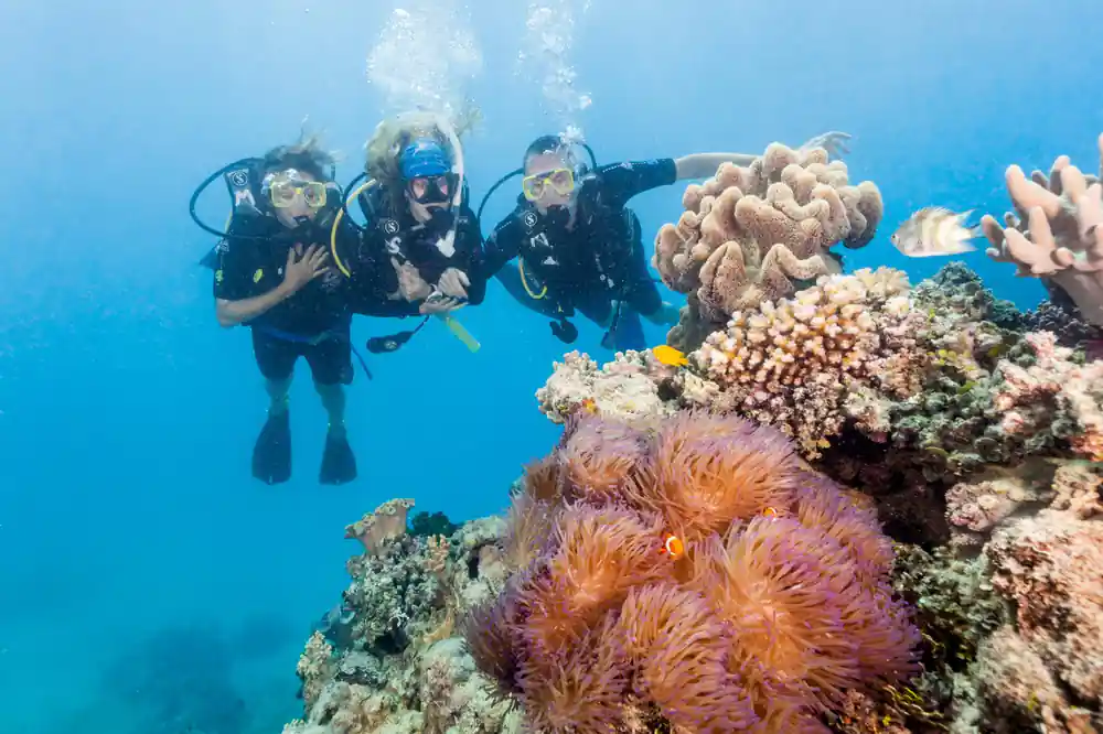 Three divers above a coral head with soft coral in the foreground