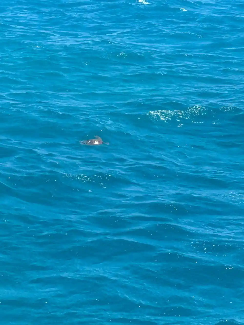 A turtle at the surface in deep blue water seen from the boat