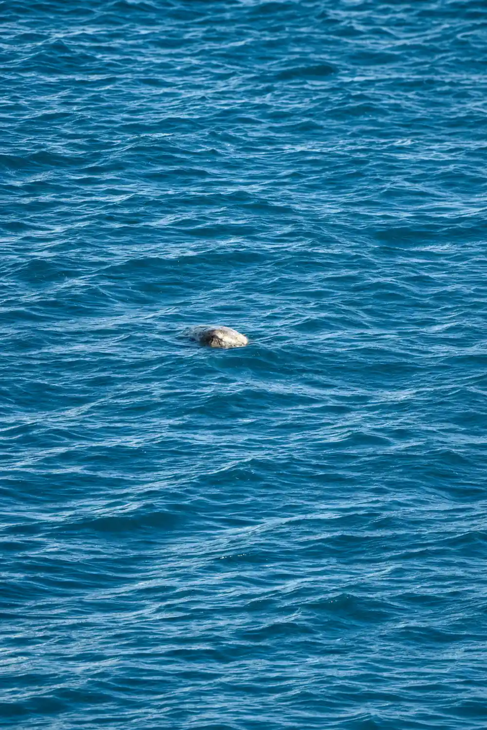 A turtle surfacing for air in open water