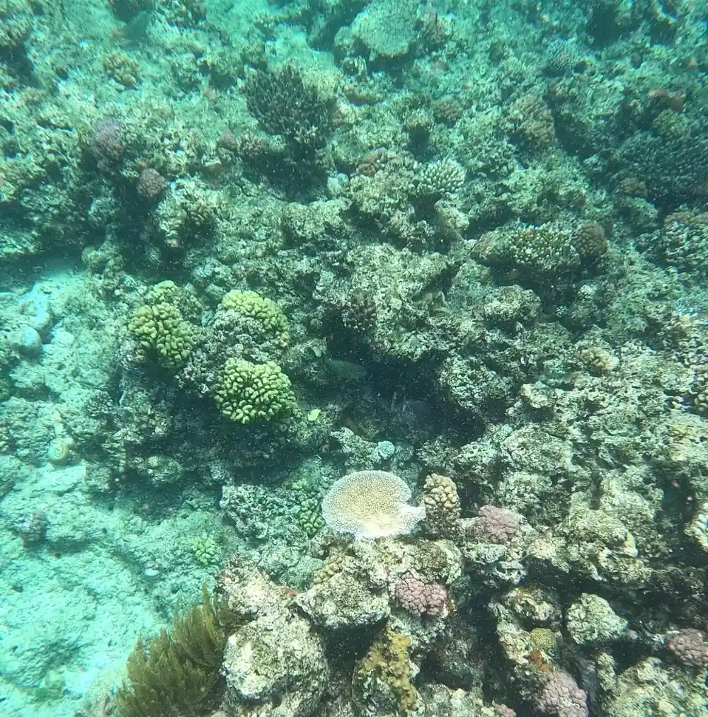 A wide coral garden in shallow green water